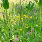 IMG_20230607_182738_282